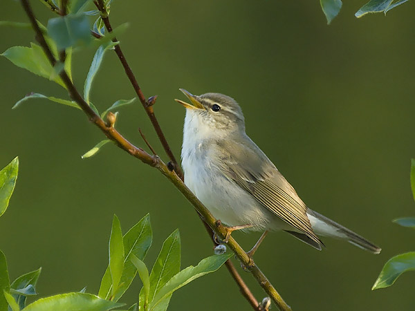 Lapinuunilintu, Arctic Warbler, Phylloscopus borealis